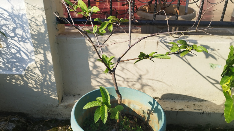 a young guava tree with green leaves growing in a blue pot against a wall outdoors