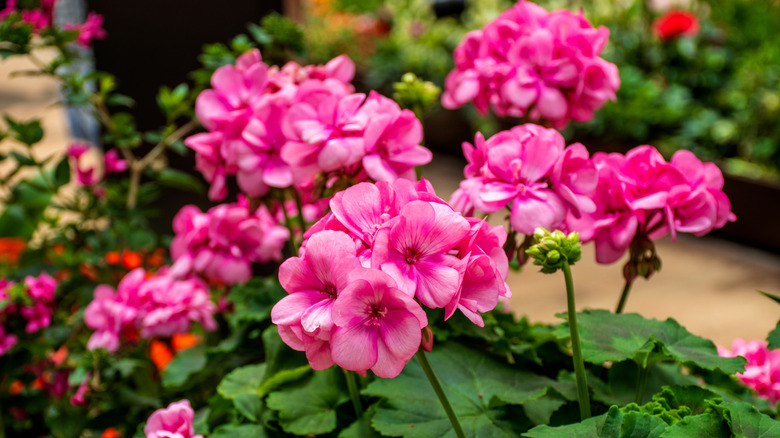 Pink geraniums bloom in a garden.