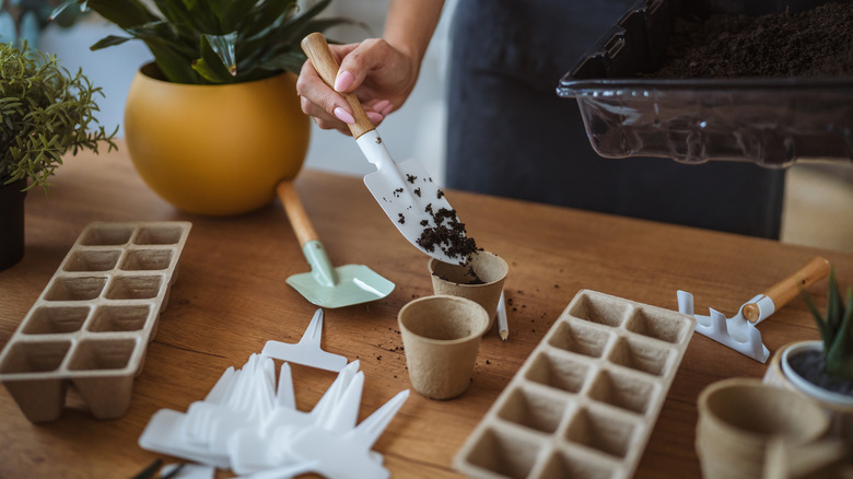 A gardener sows seeds indoors.