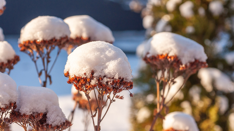 Snow-covered sedum plants stand in sun.