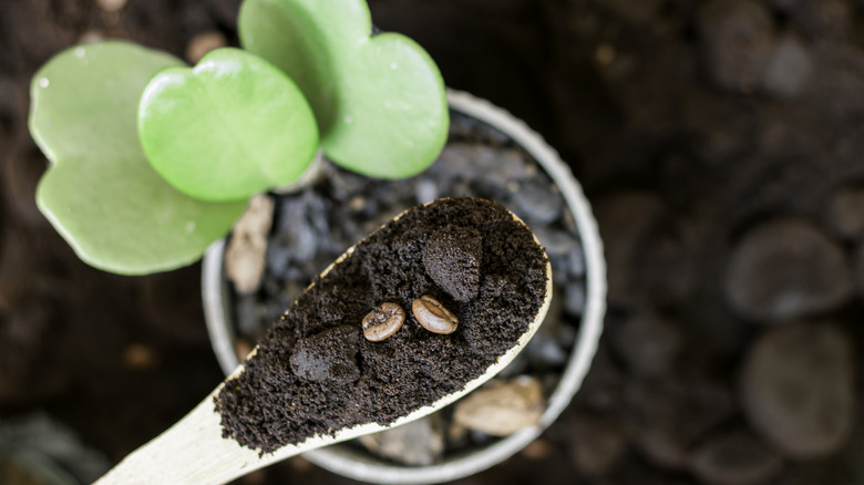 Two coffee beans sit in a spoonful of coffee grounds above a potted plant.