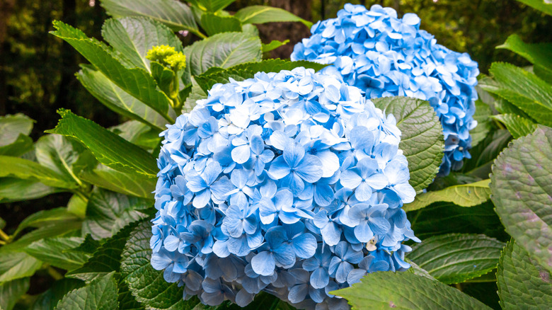 Blue flowers bloom on a hydrangea shrub.