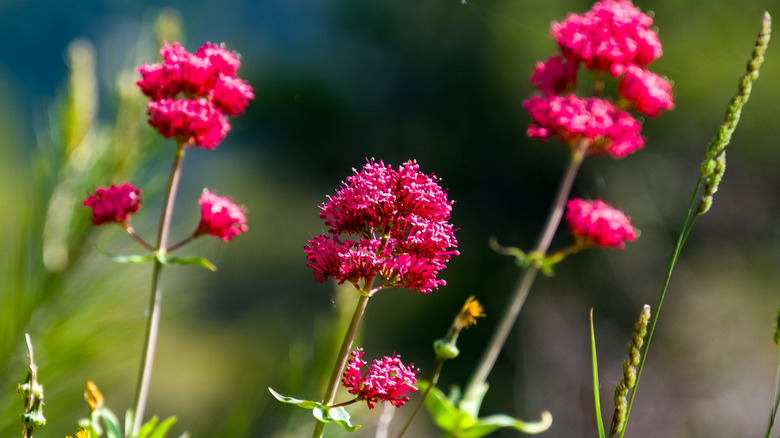 Red valerian blooms in the sun.