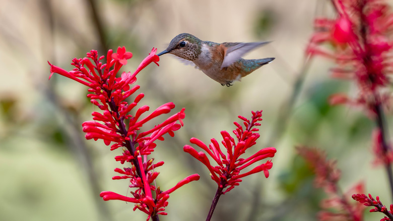 Rufous hummingbird feeds on a flower in the fall.