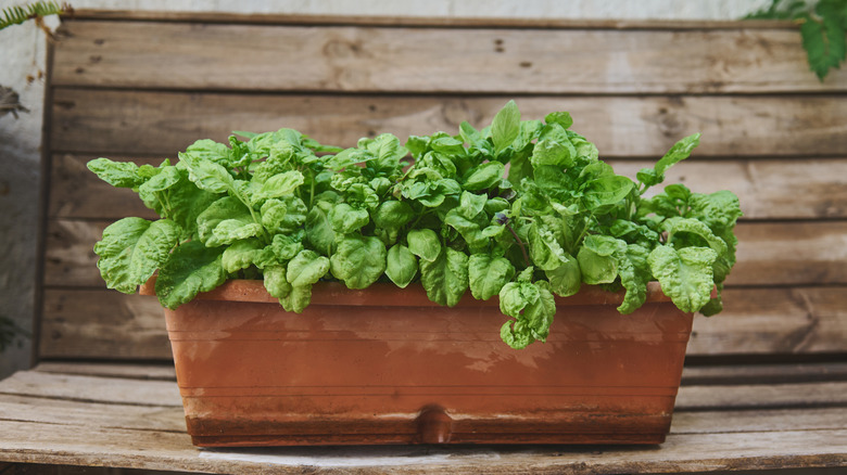 Spinach thrives in a shallow terracotta container.