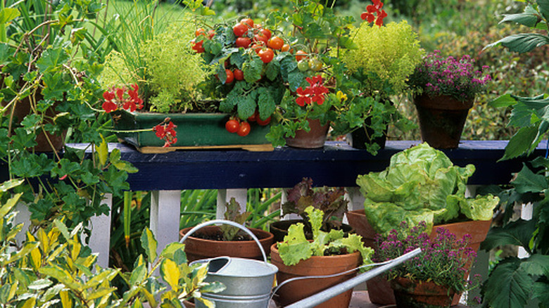 Herbs and vegetables grow in a container garden.