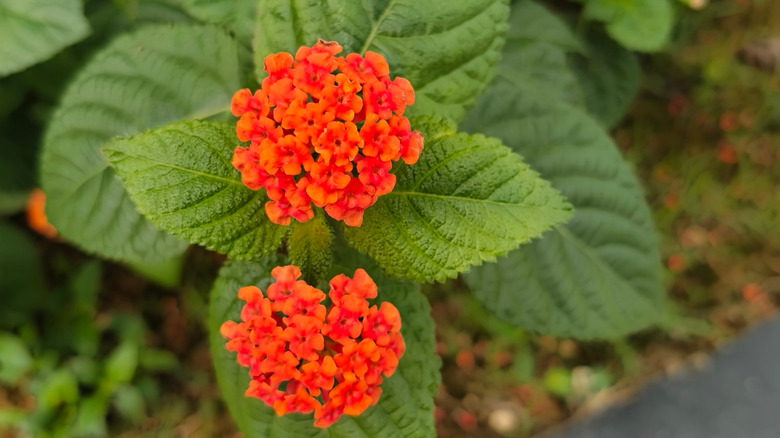 Two orange lantana flowers bloom.