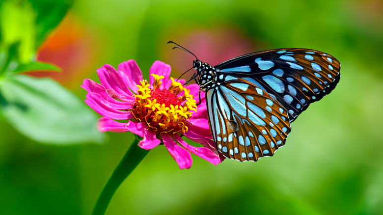 Butterfly drinks nectar from a pink zinnia.