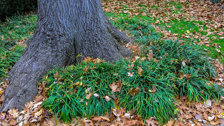 Mondo grass grows at the base of a tree.