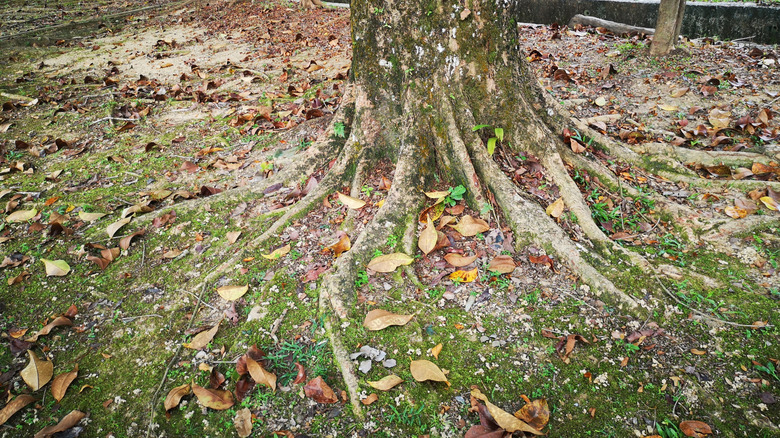 A tree's ugly roots are visible above the ground.