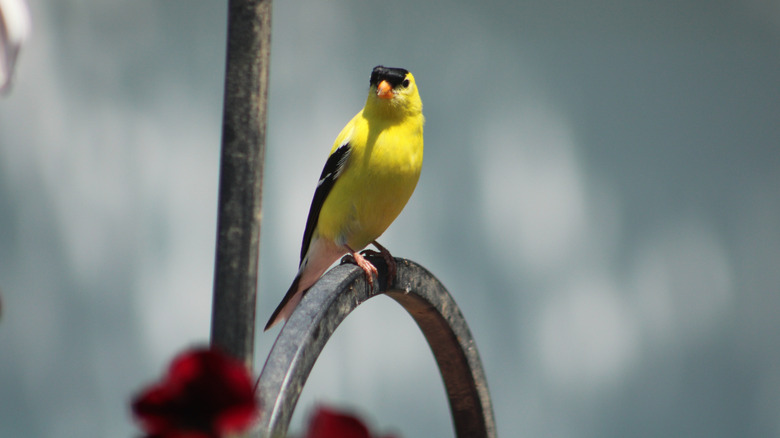 An American goldfinch is perched upon a preening bar.