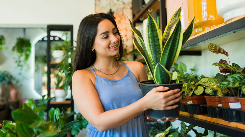 A brown-haired woman wearing a light blue dress in a plant store is holding a potted plant with green and yellow sword-like leaves.