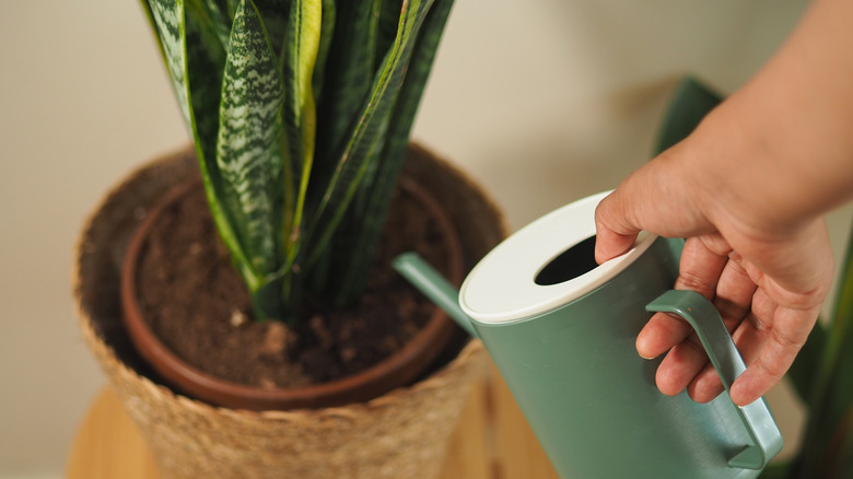 A hand holding a green-blue and white watering can is pouring water into the soil of a potted plant.