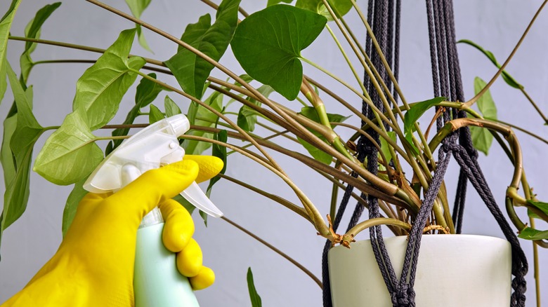 Yellow gloved hand sprays an insecticide on a houseplant.