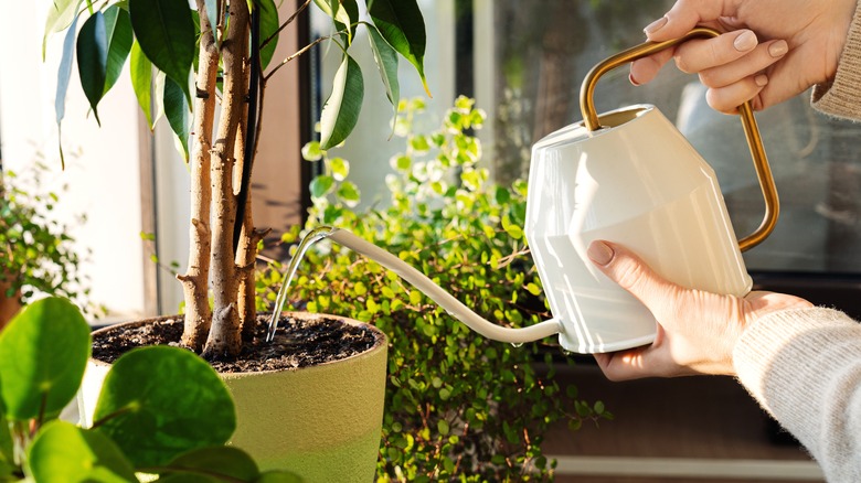 A woman waters a houseplant with a watering can.