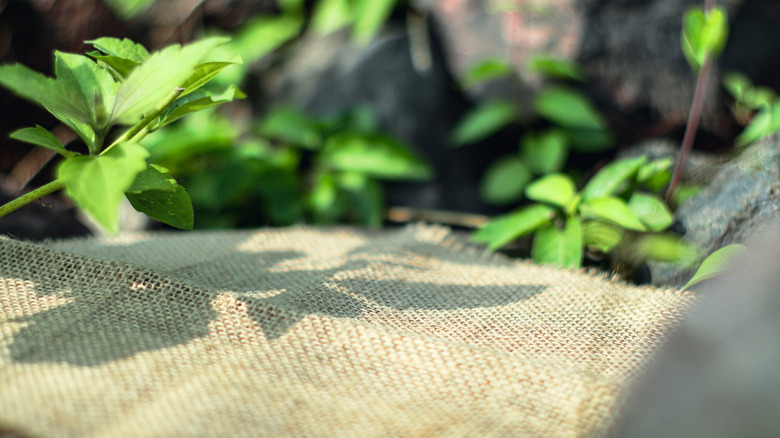 Burlap used as weed fabric covers soil in garden.