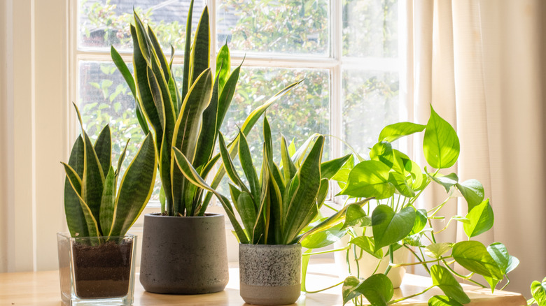 Snake plants thrive on a bright windowsill.