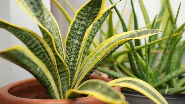 A snake plant is shown in close-up.