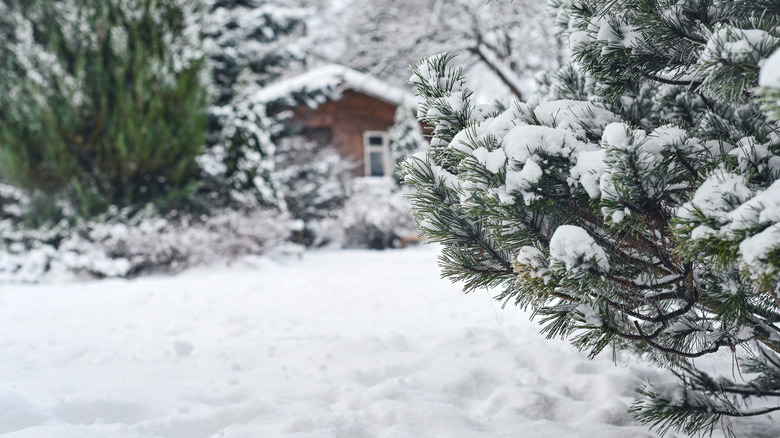 Snow covers trees in backyard.
