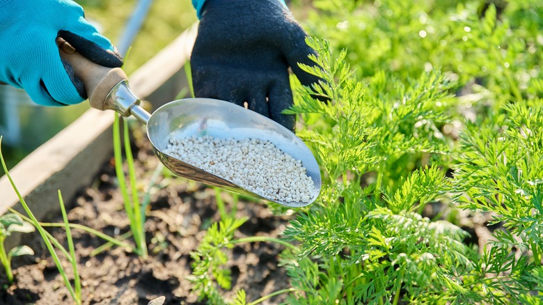 A gardener holds granular fertilizer in a spade near a plant.