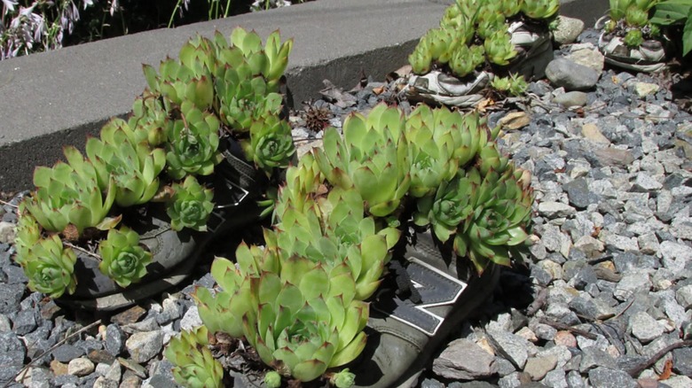 Hens and chicks plants grow out of shoes in a garden.