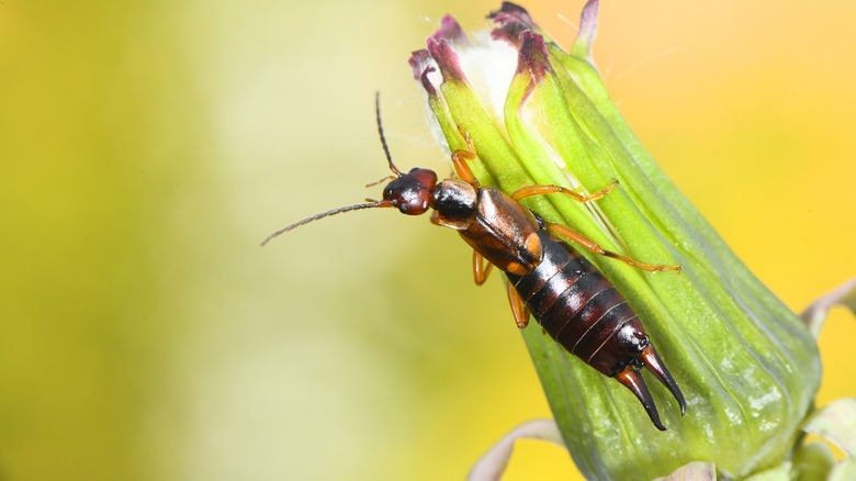 An earwig crawls on a dandelion.