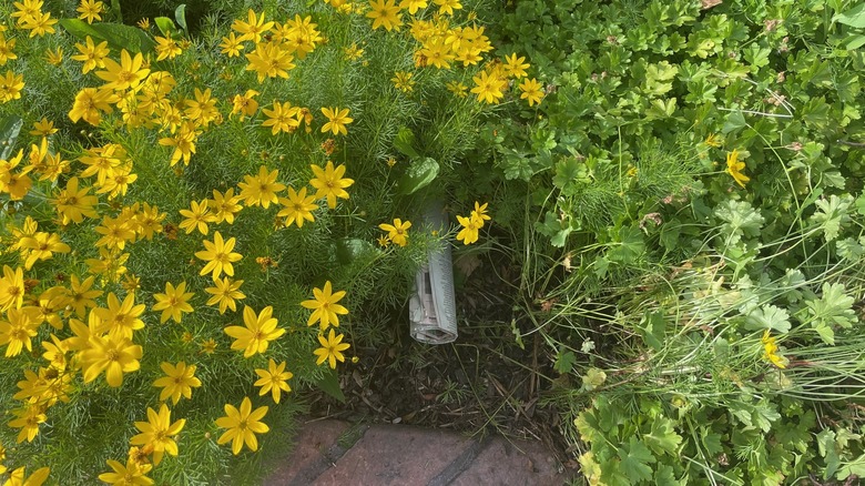 A rolled up newspaper sits in a bed of yellow flowers.