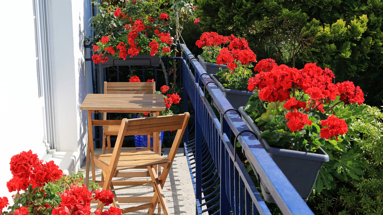Red geraniums grow on a small balcony.
