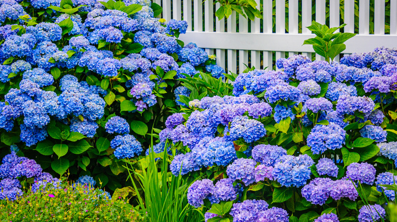 Hydrangea bushes bloom with blue flowers.