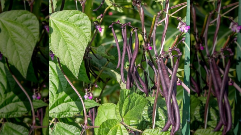 'Majestic' bean poles grow on the vine.