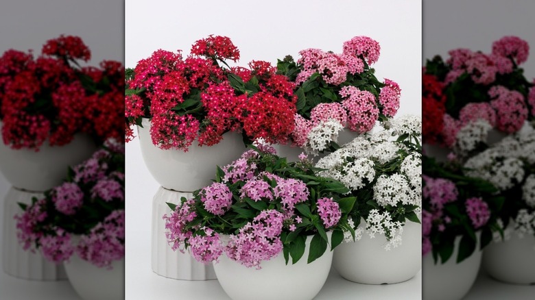 Clusters of pink and white 'Beehive' pentas grow in containers.