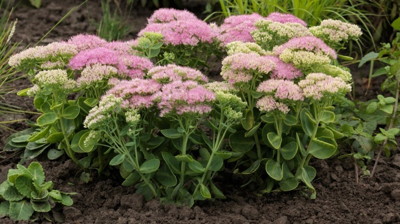 Bunches of sedum 'Spectacular' grow.