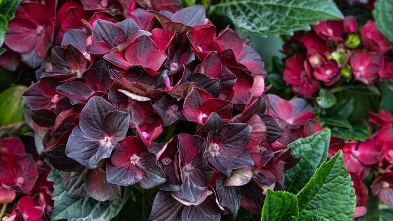 Close-up view of a 'Hokocentennial' Centennial Ruby hydrangea.
