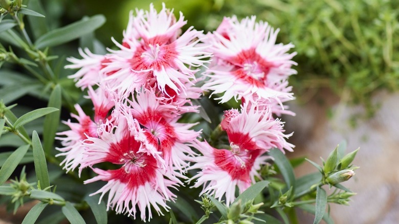 A close-up view of the two-toned 'Supra Cherry Picotee' dianthus.