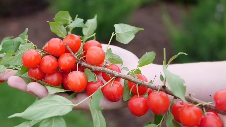 Close up view of the cherries grown on an 'Easy as Pie' bush cherry.