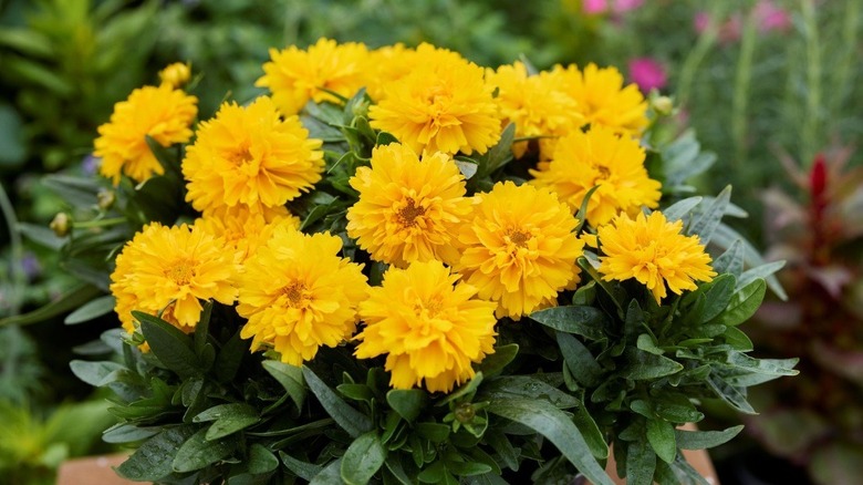 Yellow coreopsis 'SunGlobe' flowers grow in a pot.