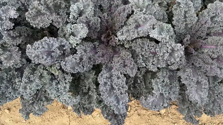 Close up view of the purple-tinged leaves of 'Rubybor' kale.