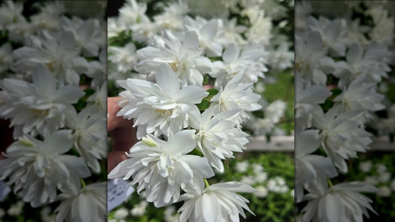 Man holds mock orange 'Pearls of Perfume' white flowers.
