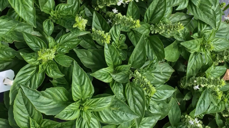 Close up view of 'Treviso' basil leaves.