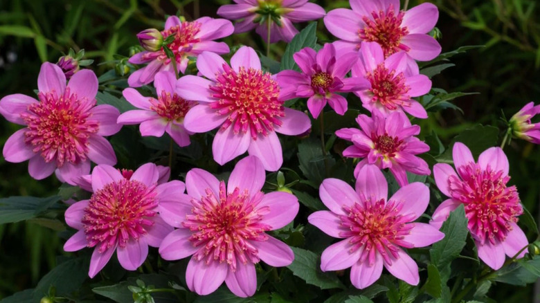 'Venti Pinkburst' dahlia flowers grow.