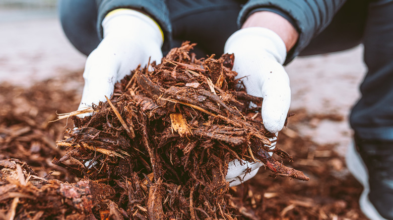 Gardener holds bark mulch in gloved hands.