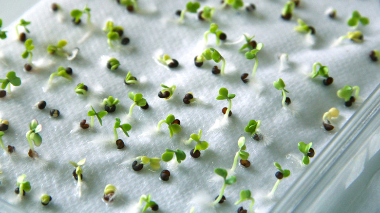 Seeds germinate on a wet paper towel.