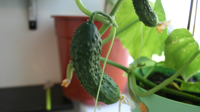 A cucumber plant grows in a pot.
