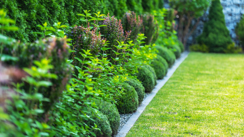 A line of shrubs stand in the yard.