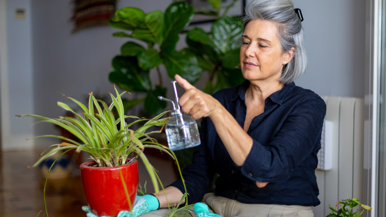A woman waters her spider plant.