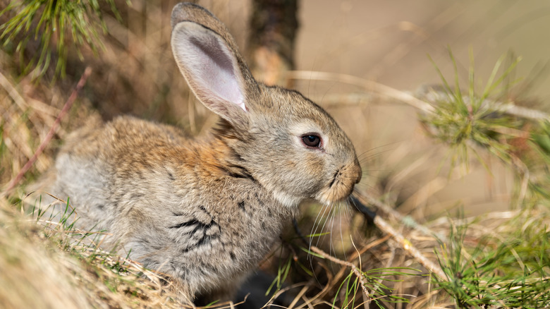 A rabbit stands near grass.