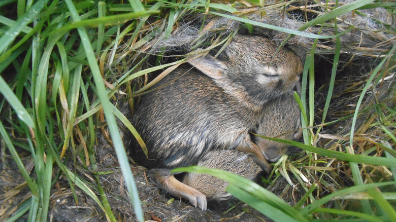 Baby bunnies sleep curled in a nest.