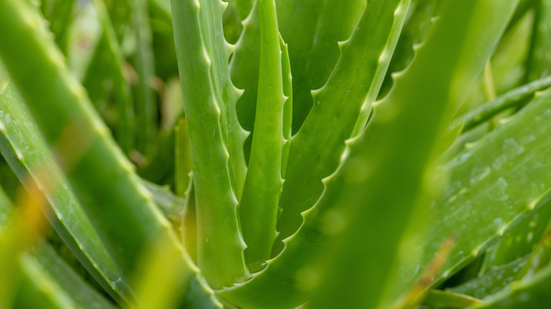 A flourishing aloe plant is shown in close up.