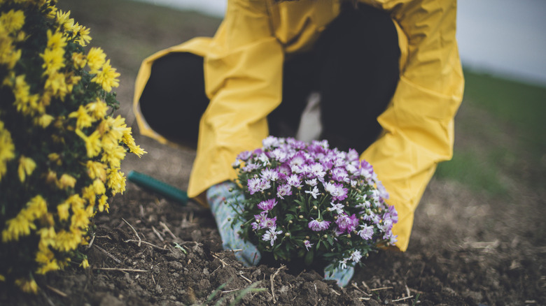 A woman in a yellow raincoat plants mums in the garden.