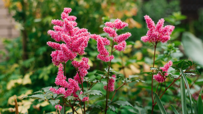 'Bremen' astilbe blooms with pink flowers.